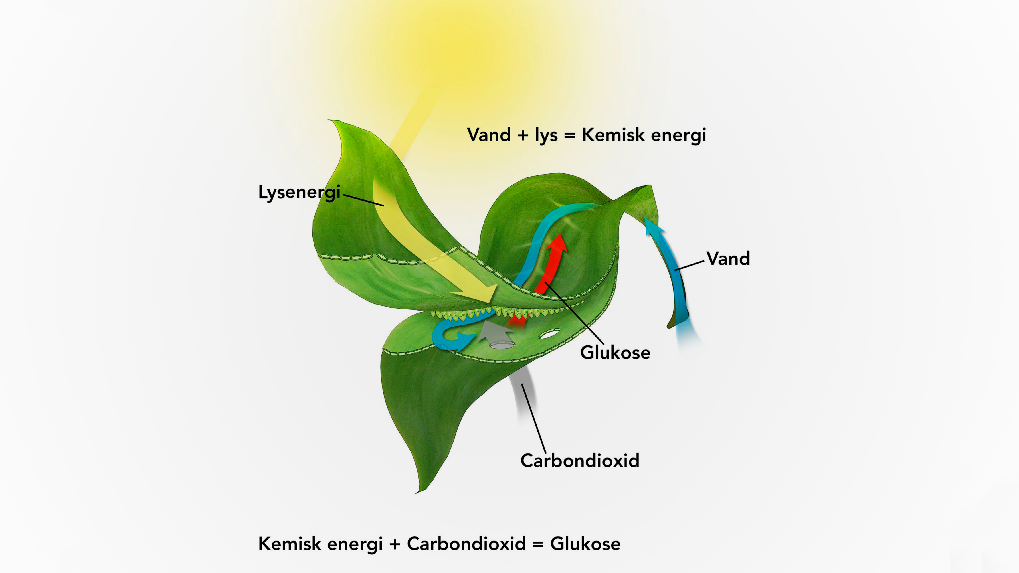 Fotosyntese og respiration - Forløb Fysik/kemi udskoling